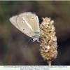 polyommatus ripartii altyagach male6